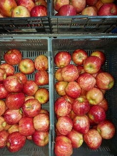 Manzana DELICIOSA medianas