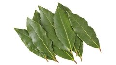 Laurel