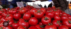 Tomate Redondo chico x2 kilo