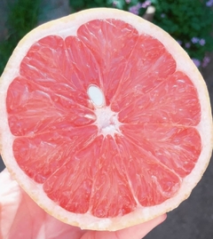 Pomelo Rosado x Kg