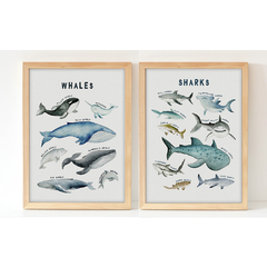 Set x2 - Ballenas + Tiburones