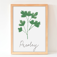 Parsley - Plantas aromaticas