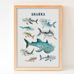 Tiburones - comprar online