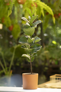 FICUS PANDURATA M