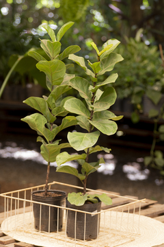 FICUS PANDURATA M - comprar online