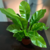 Asplenium Nidus/ Helecho nido - tienda online