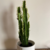 Euphorbia Trigona - comprar online