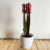 Euphorbia Trigona en internet