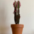 Euphorbia Trigona en internet