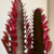 Euphorbia Trigona - tienda online