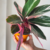 Calathea stromanthe / Triostar en internet