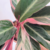 Calathea stromanthe / Triostar - comprar online