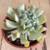 cactus Echeveria runyonii