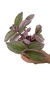 Tradescantia Nanouk