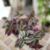 Tradescantia Zebrina - comprar online