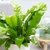 Asplenium Nidus/ Helecho nido