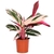 calathea stromanthe / triostar