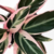 calathea stromanthe / triostar