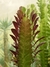 Euphorbia Trigona