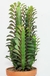 Euphorbia Trigona