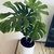 Combo Monstera + Maceta Sofia - comprar online