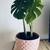 Combo Monstera + Maceta India - El Jardin de Rocco