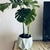 Combo Monstera + Maceta Emilia - comprar online