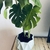 Combo Monstera + Maceta Emilia