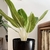 Aglaonema - comprar online