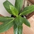 Aglaonema - tienda online