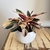 Combo Calathea Triostar+ Maceta Boston - comprar online