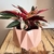 Combo Calathea Triostar+ Maceta Emilia - comprar online