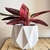 Combo Calathea Triostar+ Maceta Emilia - tienda online