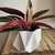 Combo Calathea Triostar+ Maceta Emilia - comprar online