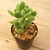 cotyledon tomentosa/ Pata de oso n ° 8