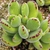 cotyledon tomentosa/ Pata de oso n ° 8