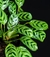 Maranta Puertorriqueña