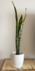 sansevieria/espada de san jorge