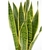 sansevieria/espada de san jorge