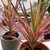 Dracena Marginata Tricolor - comprar online