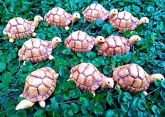 Tortuguitas De Resina Adorno Jardin Decoracion - Artesanias Paradise Home & Deco