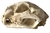 Crânio de onça parda (Puma concolor)