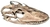 Crânio de Dragão de Komodo (Varanus komodoensis)