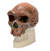 Crânio antropológico – Homo Rhodesiensis