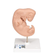 Embrião, 25 vezes o tamanho natural