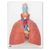 Modelo de pulmão, 5 partes
