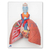 Modelo de pulmão, 5 partes - comprar online