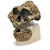 Crânio antropológico – australopithecus boisei