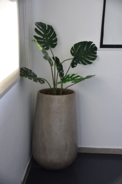 Planta Monstera grande