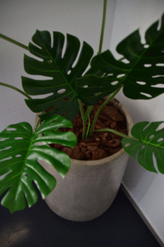 Planta Monstera grande - comprar online